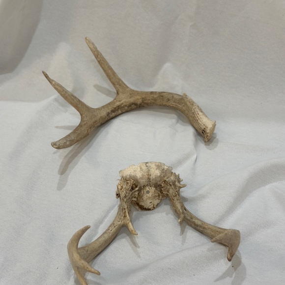 Assorted antlers. Real antlers. Sold as pair - Picture 3 of 4